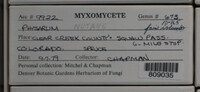 Physarum nutans image